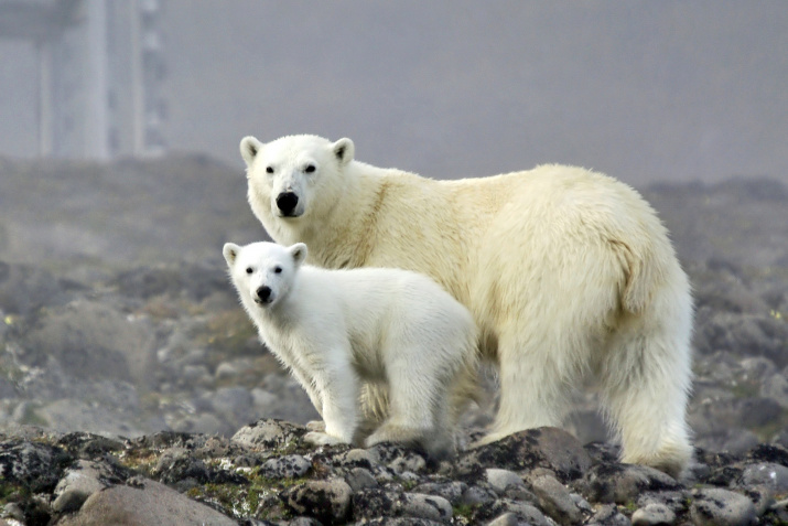 Белые медведи на острове Гукера. Фото: М. Иванов