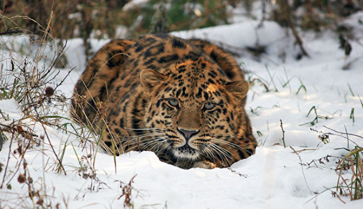 Leo 80M. Фото предоставлено пресс-службой ФГБУ "Земля леопарда"