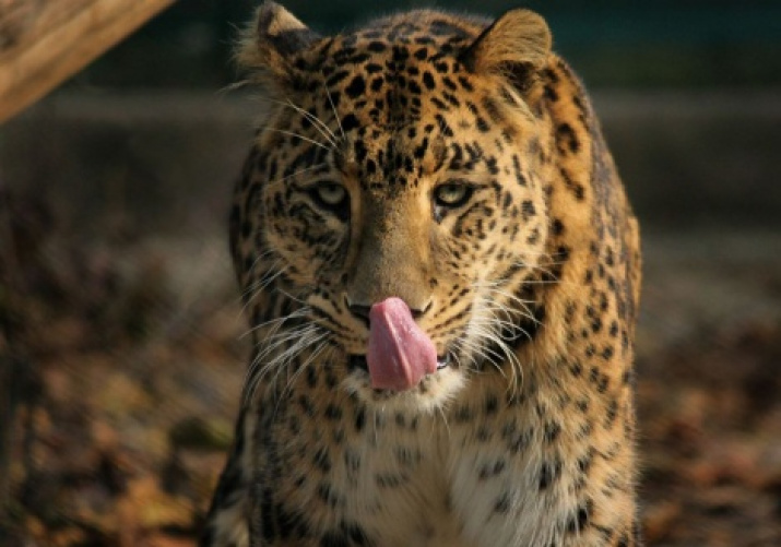 Переднеазиатский леопард. Центр восстановления леопардов на Кавказе