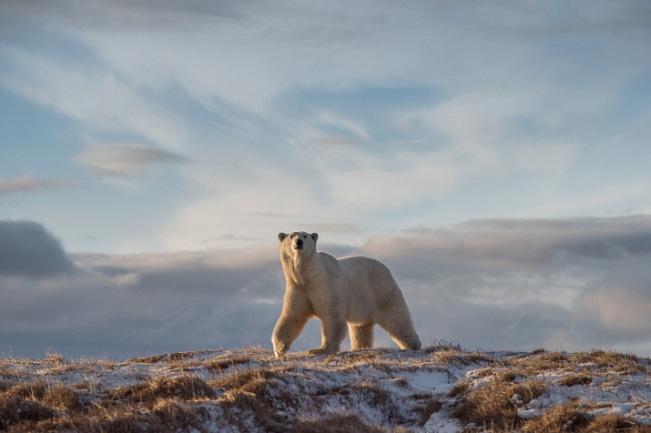Белый медведь. Фото: Виталий Дворяченко, участник фотоконкурса РГО «Самая красивая страна»