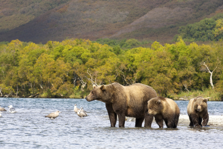 Медвежья семья с сеголетками на отмели на реке Озерной. Южно-Камчатский заказник.. Фото: Константин Шатенев