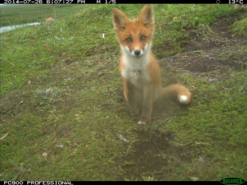 Лисички звери. Две лисицы. Крестовка (лисица). Rus foxes. Rus foxes.