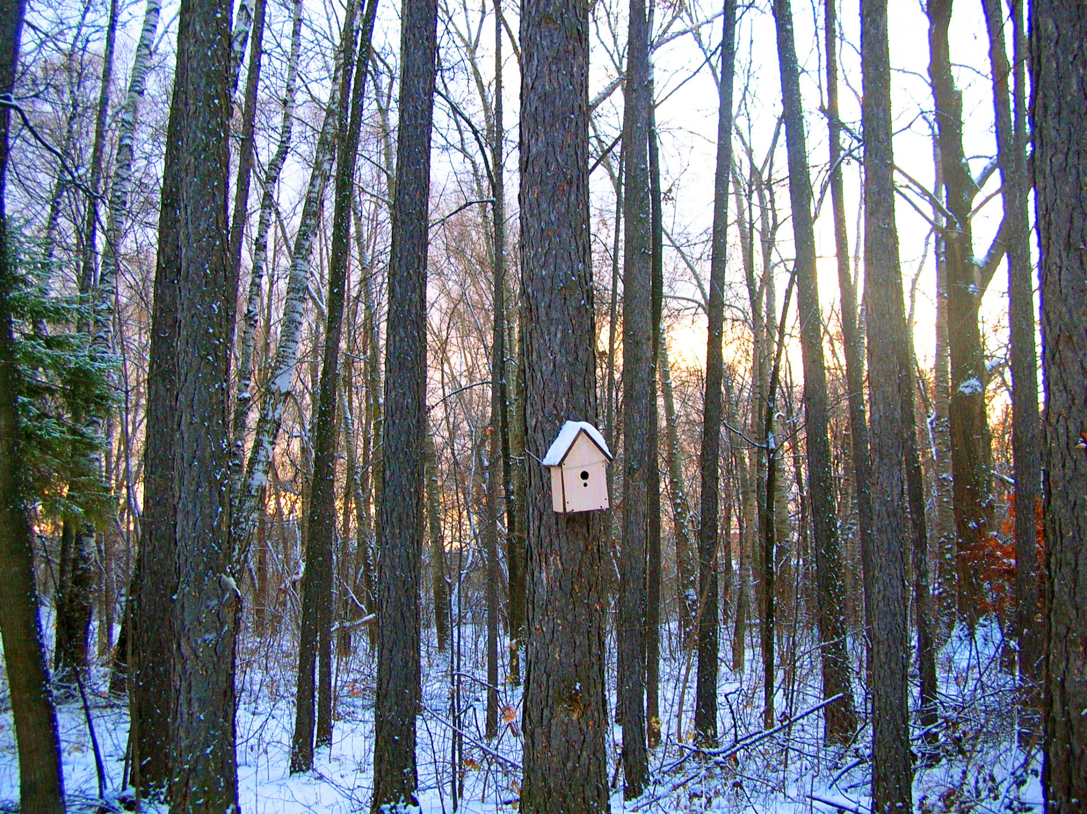 Непейцевский парк уфа. Непейцевский парк уфа. Непейцевский дендропарк в уфе. Уфимский дендропарк. Непейцевский дендропарк уфа реконструкция.