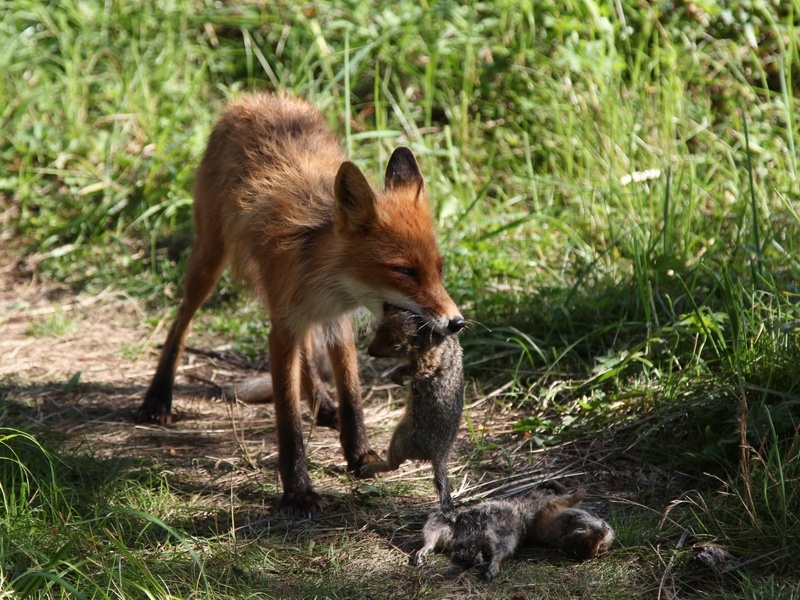 Social behavior of foxes | Russian Geographical Society Social behavior of foxes | Russian Geographical Society