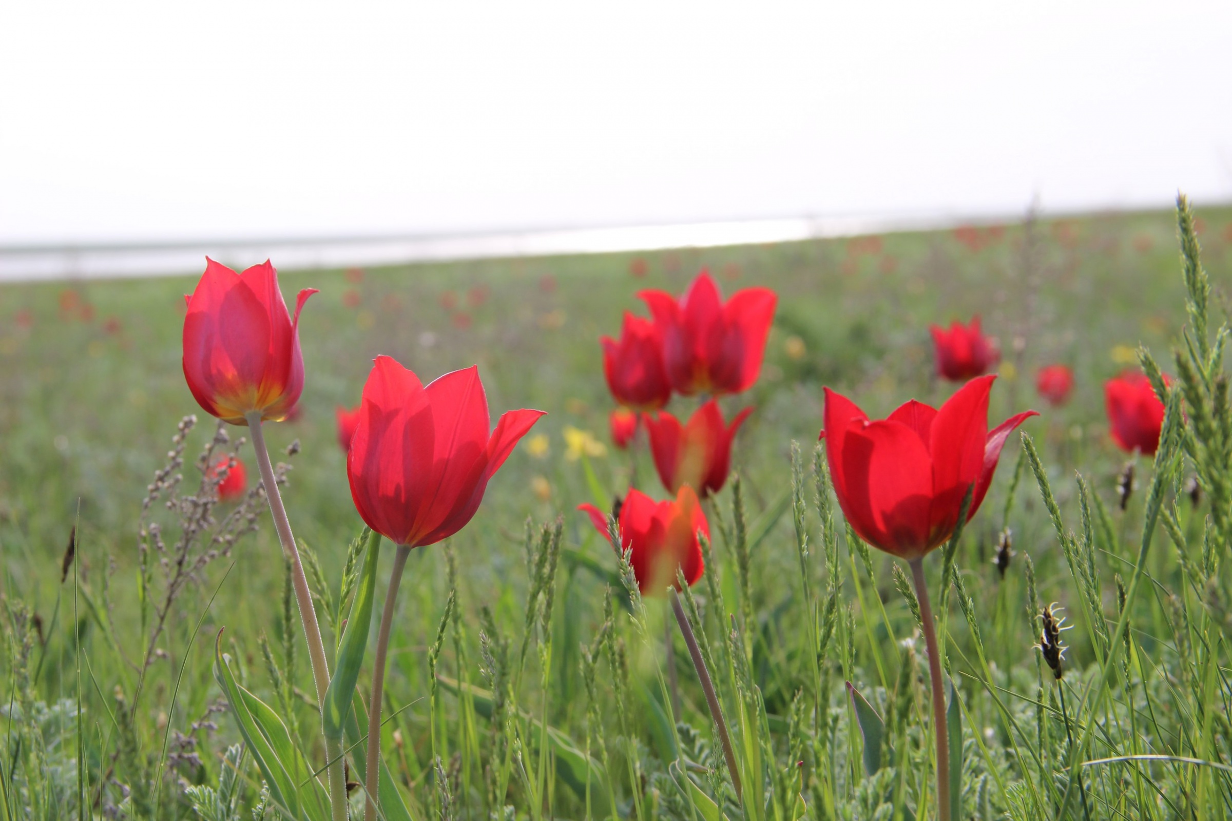 Калмыкия цветение тюльпанов 2024. Цветение тюльпанов в Калмыкии. Тюльпаны в степи Калмыкии. Калмыцкая степь безвременник. Тур в Калмыкию на цветение тюльпанов.