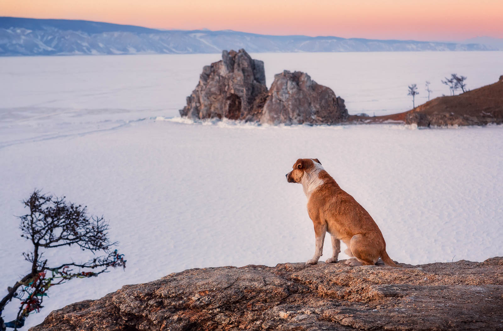 Красивая природа животные. Хищники и травоядные животные. Укротители коней аничков мост. Псовая охота на волка. Псовая охота живопись 19 века.