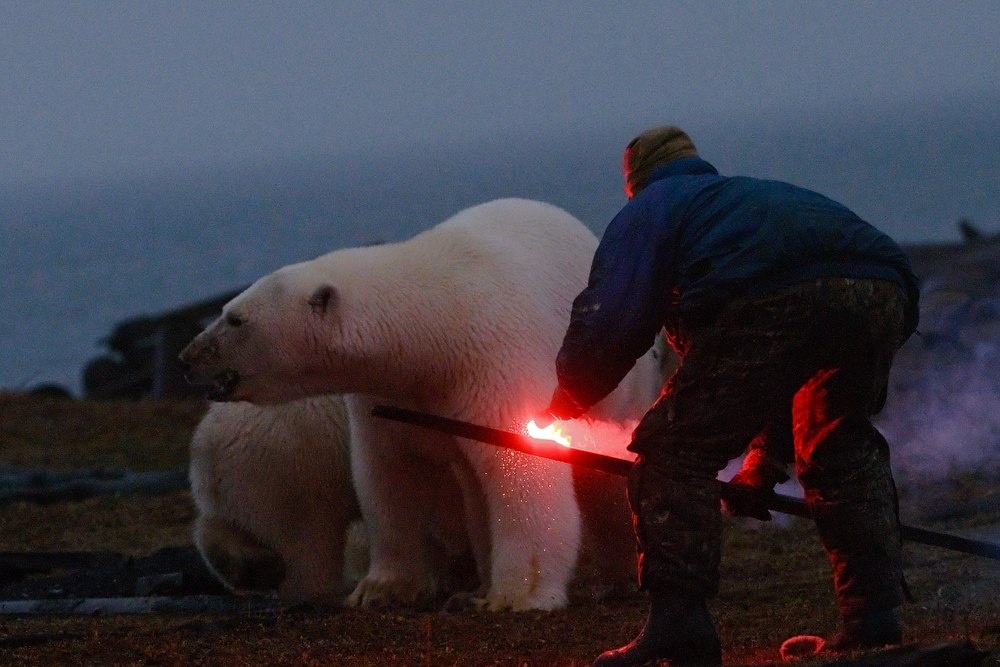 Polar bears. Wrangel Island | Russian Geographical Society