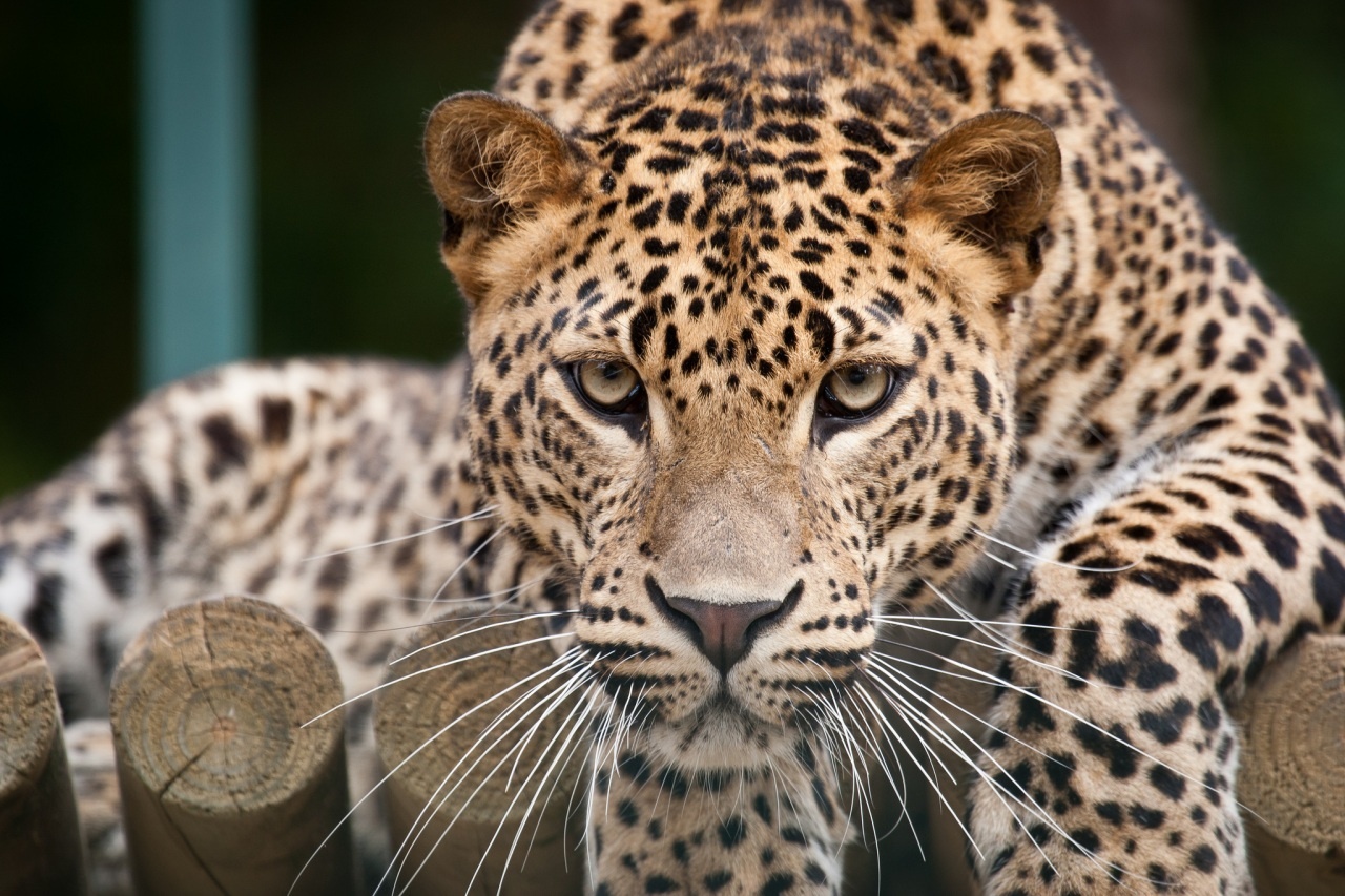 The Amur Leopard | Russian Geographical Society