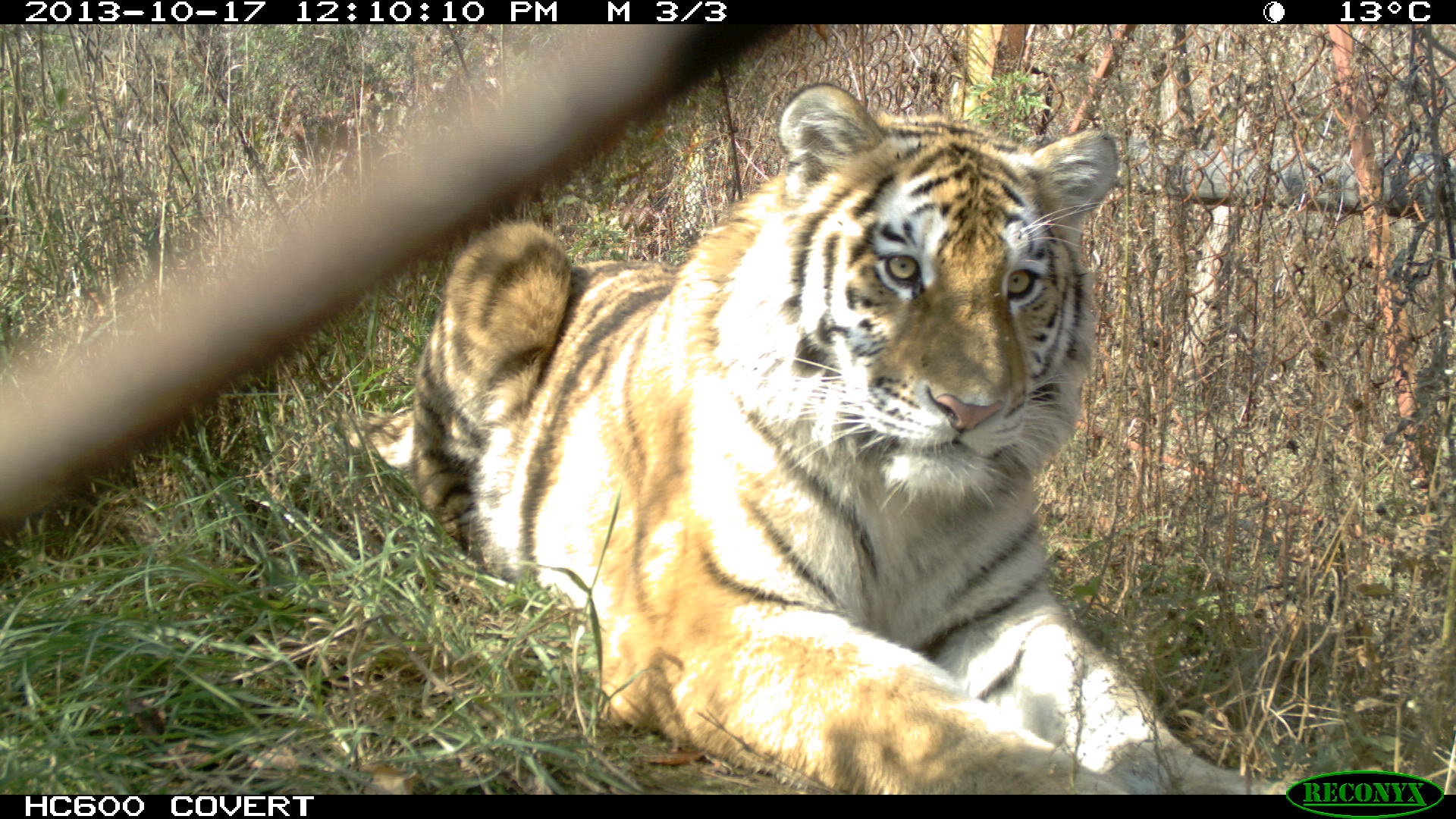 Center of rehabilitation and reintroduction of tigers and other rare animals  | Russian Geographical Society