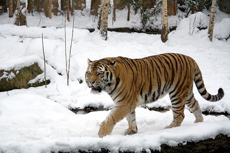 About the Siberian tiger  Russian Geographical Society