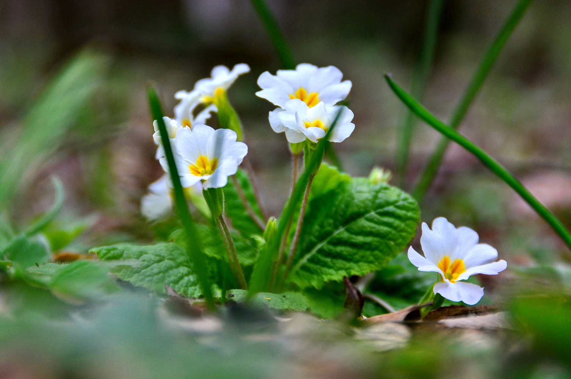 юнные девочки ню