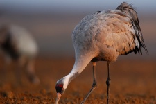 Every year students from Taldom sow the grain in the particular zone called “Crane Field”, which attracts not only cranes in the fall, but also geese during spring migration