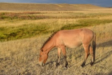 Przewalski&#039;s Horse
