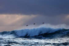 Лазурные Командоры