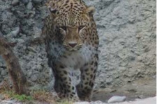 Леопард в горах Кавказа