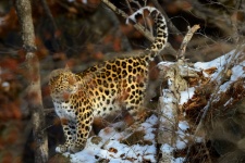 Nikolay Zinoviev, &quot;Land of the Leopard&quot;