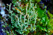 Микрокосмос у нас под ногами, сентябрь 2025, Алтайский биосферный заповедник. Фото: Роман Воробьев