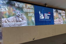 Встреча друзей снежного барса в Общественной палате России  Встреча друзей снежного барса в Общественной палате России