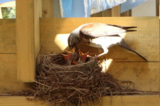Бердвотчерская заметка. Фото: Любовь Соколова, член Владимирского областного отделения РГО