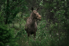 Первые лоси пришли на Соловецкие острова по льду в зимнее время около 20 лет назад. Фото: Егора Гольдина