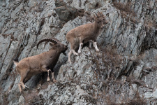 Гон у сибирских горных козлов. Фото: Романа Афанасьева