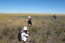 Поиск редких растений в степи. Фото: Ольга Калмыкова Поиск редких растений в степи. Фото: Ольга Калмыкова