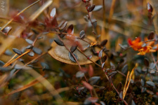 Природные кадры. Фото: Давид Каплин, член Владимирского областного отделения РГО