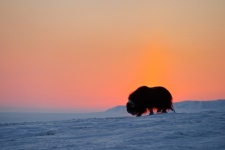 Овцебык острова Врангеля. Фото: Сергей Горшков