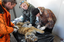 Осмотр тигрицы, найденной 4 января. Фото предоставлено ФГБУ ''Земля леопарда''. Автор: Дина Матюхина