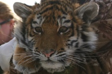 Тигрица, спасённая 29 декабря 2015 года. Фото: ПРОО ''Центр''Тигр''