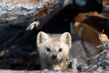 Находчивый зверь. Фото: Игорь Шпиленок Находчивый зверь. Фото: Игорь Шпиленок