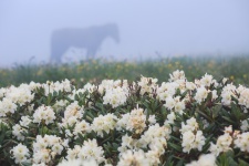 Поля рододендронов. Фото: Антон Агарков Поля рододендронов. Фото: Антон Агарков