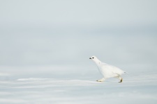 Международный день птиц. Фото: Сергей Горшков Международный день птиц. Фото: Сергей Горшков