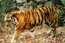 Amur tiger. Photo courtesy The Federal State Institution «The Leopard Land» 