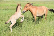 Лошадь Пржевальского с жеребенком