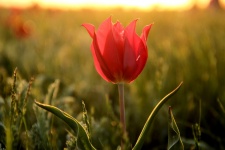 Цветение тюльпанов в Калмыцкой степи