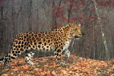Дальневосточный леопард. Фото: Виктор Сторожук, участник конкурса РГО "Самая красивая страна"