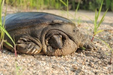 Портрет черепахи. Фото: Маслова И.В.