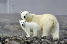 Polar bears on the island of Hooker. Photo by M. Ivanov