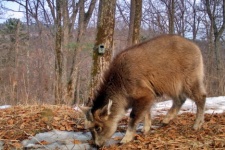 The Amur Goral. Photo from the photo collector of the FGBU "The Land of the Leopard"