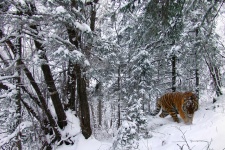 Фото: Сергей Балбашов