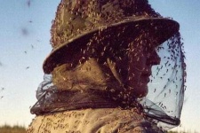 мошка мошка