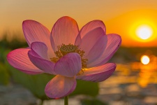 Астраханский заповедник. Фото: Владимир Алексеев