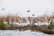 Кудрявые пеликаны. Фото Алексея Данилкина.