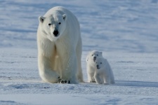 Photo by Sergey Gorshkov