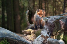 Little fox. Photo by Sergey Kuznetsov 
