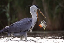 Фото: Константин Слободчук Фото: Константин Слободчук