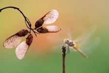 Фото: Алена Шевцова Фото: Алена Шевцова