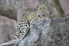Автор: Валерий Малеев. Фото предоставлено АНО ''Дальневосточный леопард''