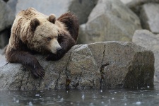 Фото: Александр Железняк 